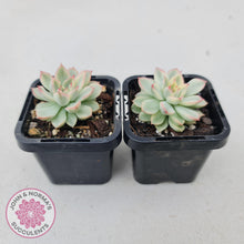 Load image into Gallery viewer, Echeveria Mebina Variegated - John & Norma's Succulents