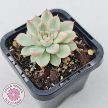 Load image into Gallery viewer, Echeveria Mebina Variegated - John & Norma's Succulents