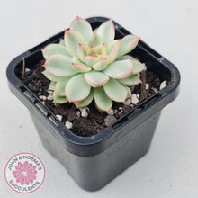 Load image into Gallery viewer, Echeveria Mebina Variegated - John & Norma's Succulents