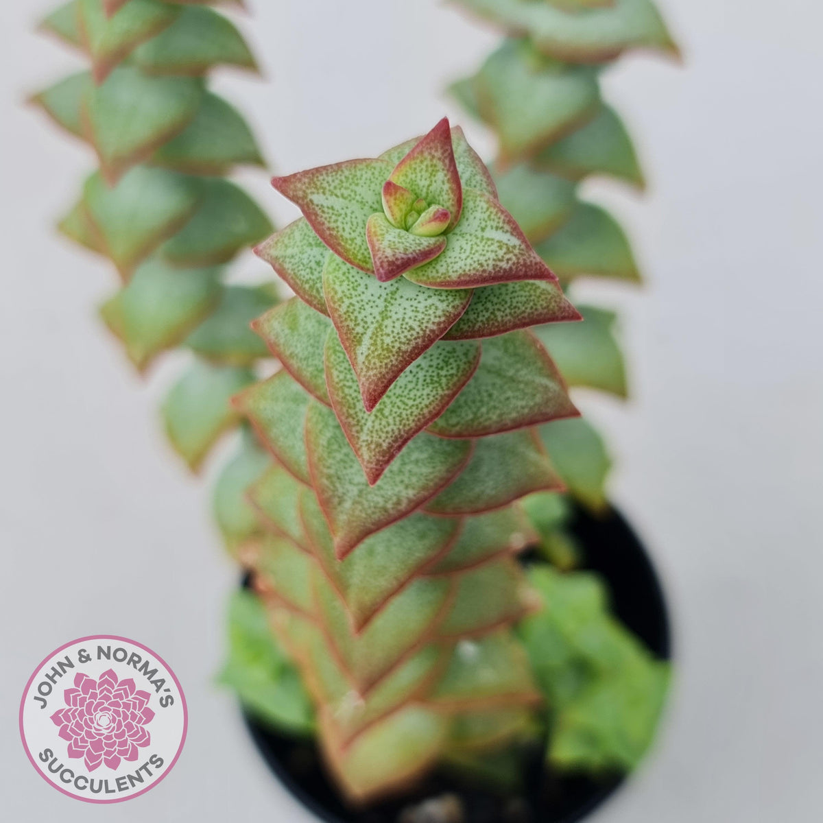 Crassula perforata 'Hoshi Otome' (Star Maiden)