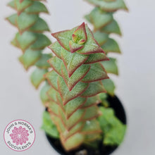 Load image into Gallery viewer, Crassula perforata 'Hoshi Otome' (Star Maiden) - John & Norma's Succulents