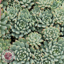 Load image into Gallery viewer, Sedeveria 'Blue Elf' - John & Norma's Succulents