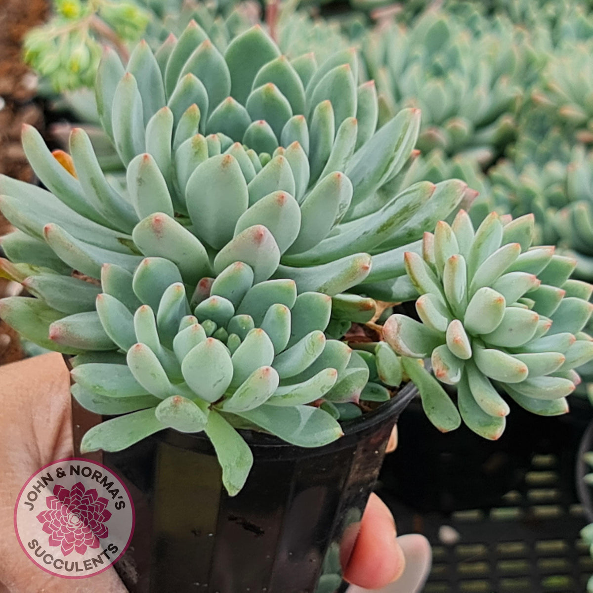 Sedeveria 'Blue Elf'