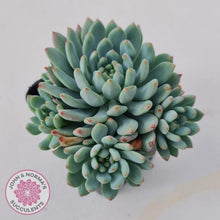 Load image into Gallery viewer, Sedeveria 'Blue Elf' - John & Norma's Succulents