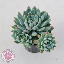 Load image into Gallery viewer, Sedeveria 'Blue Elf' - John & Norma's Succulents