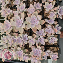 Load image into Gallery viewer, Graptopetalum 'Purple Delight' - Graptoveria Crystal - John & Norma's Succulents
