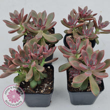 Load image into Gallery viewer, Graptoveria Rubra - John & Norma's Succulents