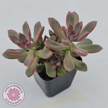 Load image into Gallery viewer, Graptoveria Rubra - John & Norma's Succulents