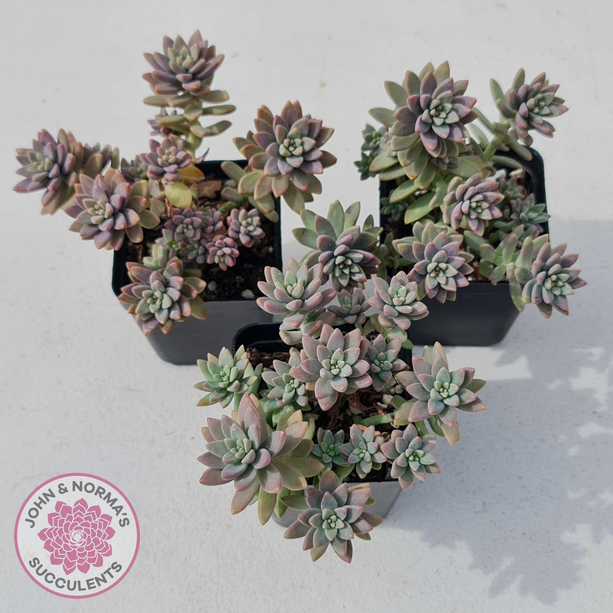 Sedeveria Pink Granite
