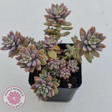 Load image into Gallery viewer, Sedeveria Pink Granite - John & Norma's Succulents