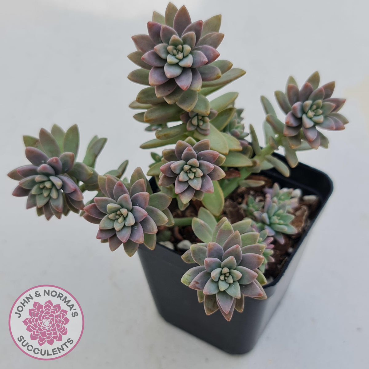 Sedeveria Pink Granite