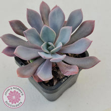 Load image into Gallery viewer, Graptoveria Debbie - John & Norma's Succulents