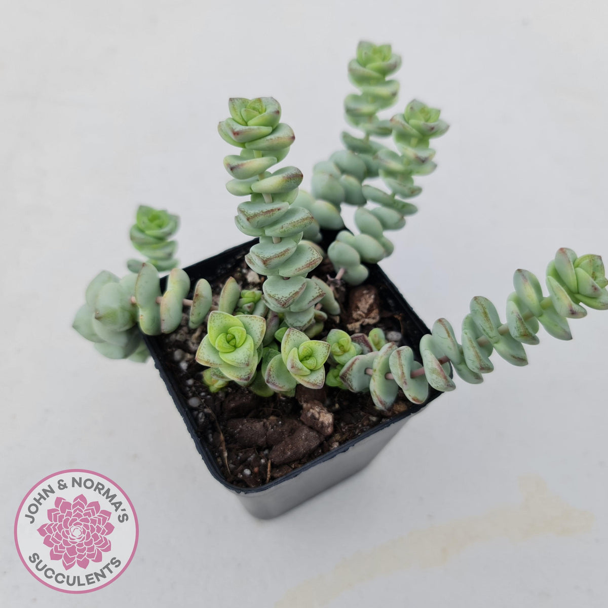 Crassula perforata - mini weeping form