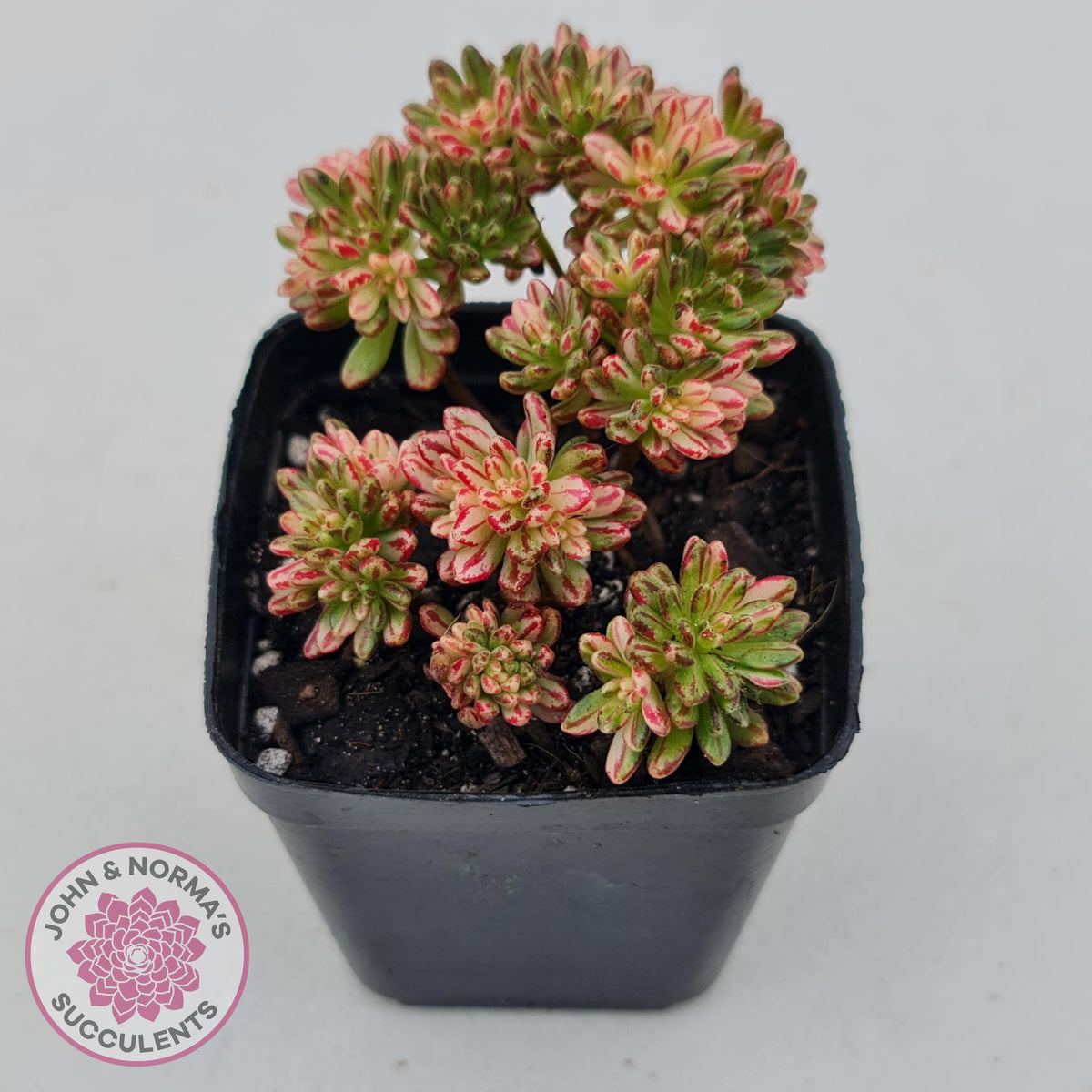 Aeonium sedifolium Variegated