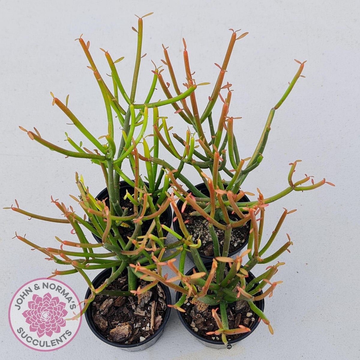 Euphorbia tirucalli 'Fire Sticks'