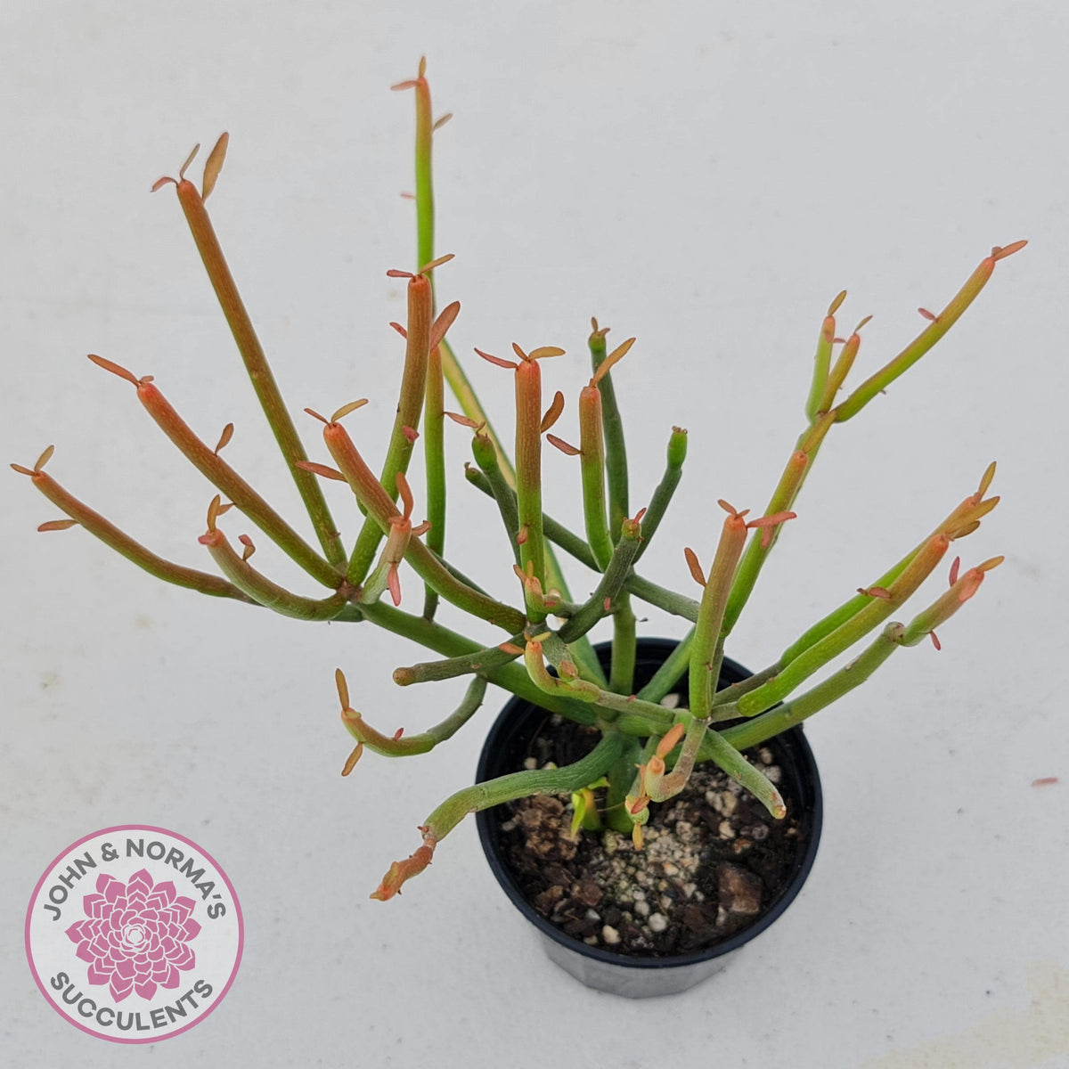 Euphorbia tirucalli 'Fire Sticks'