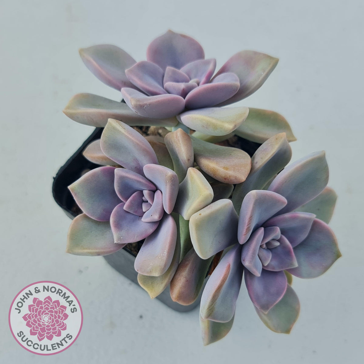 Graptopetalum 'Purple Delight' aka Graptoveria Crystal