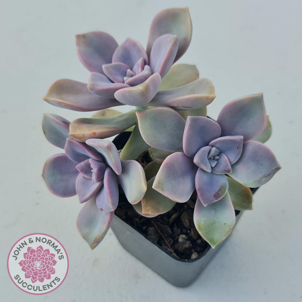 Graptopetalum 'Purple Delight' aka Graptoveria Crystal