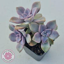 Load image into Gallery viewer, Graptopetalum 'Purple Delight' - Graptoveria Crystal - John & Norma's Succulents