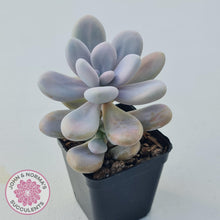 Load image into Gallery viewer, Graptopetalum amethystinum - Lavender Pebbles - John & Norma's Succulents