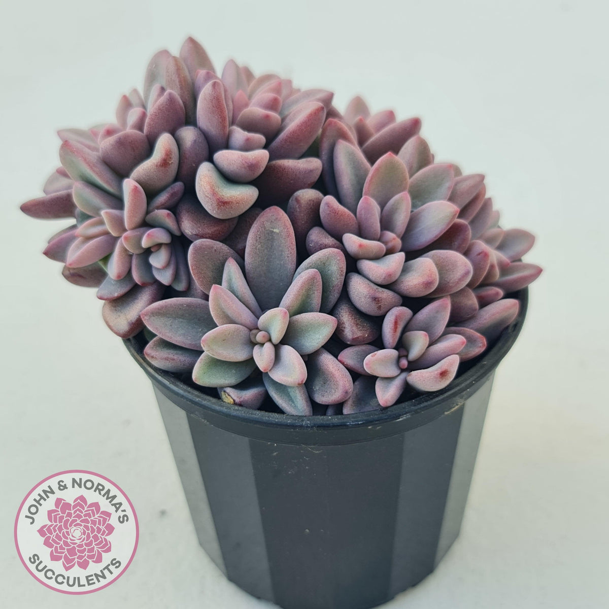 Echeveria manaudes