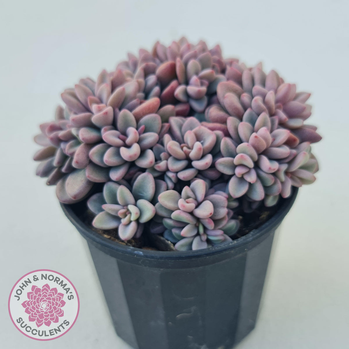 Echeveria manaudes