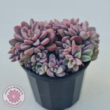 Load image into Gallery viewer, Echeveria manaudes - John & Norma's Succulents