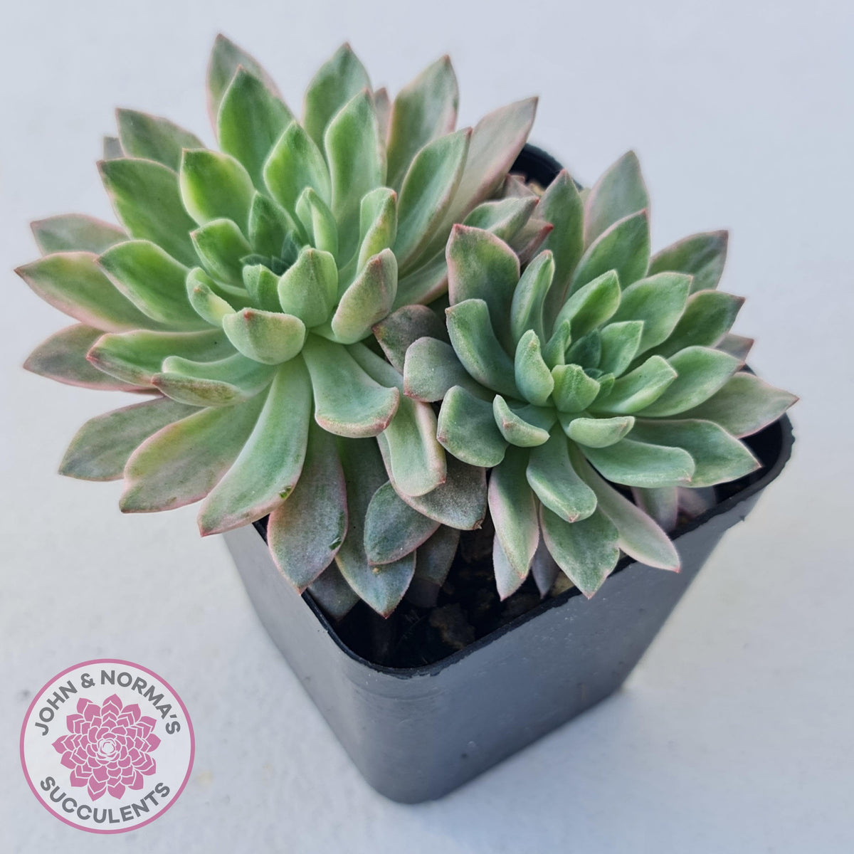 Echeveria Green Emerald variegata