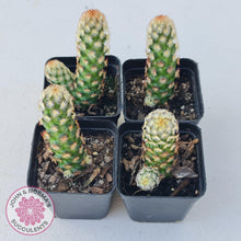 Load image into Gallery viewer, Mammillaria Elongata 'Copper King' - John & Norma's Succulents