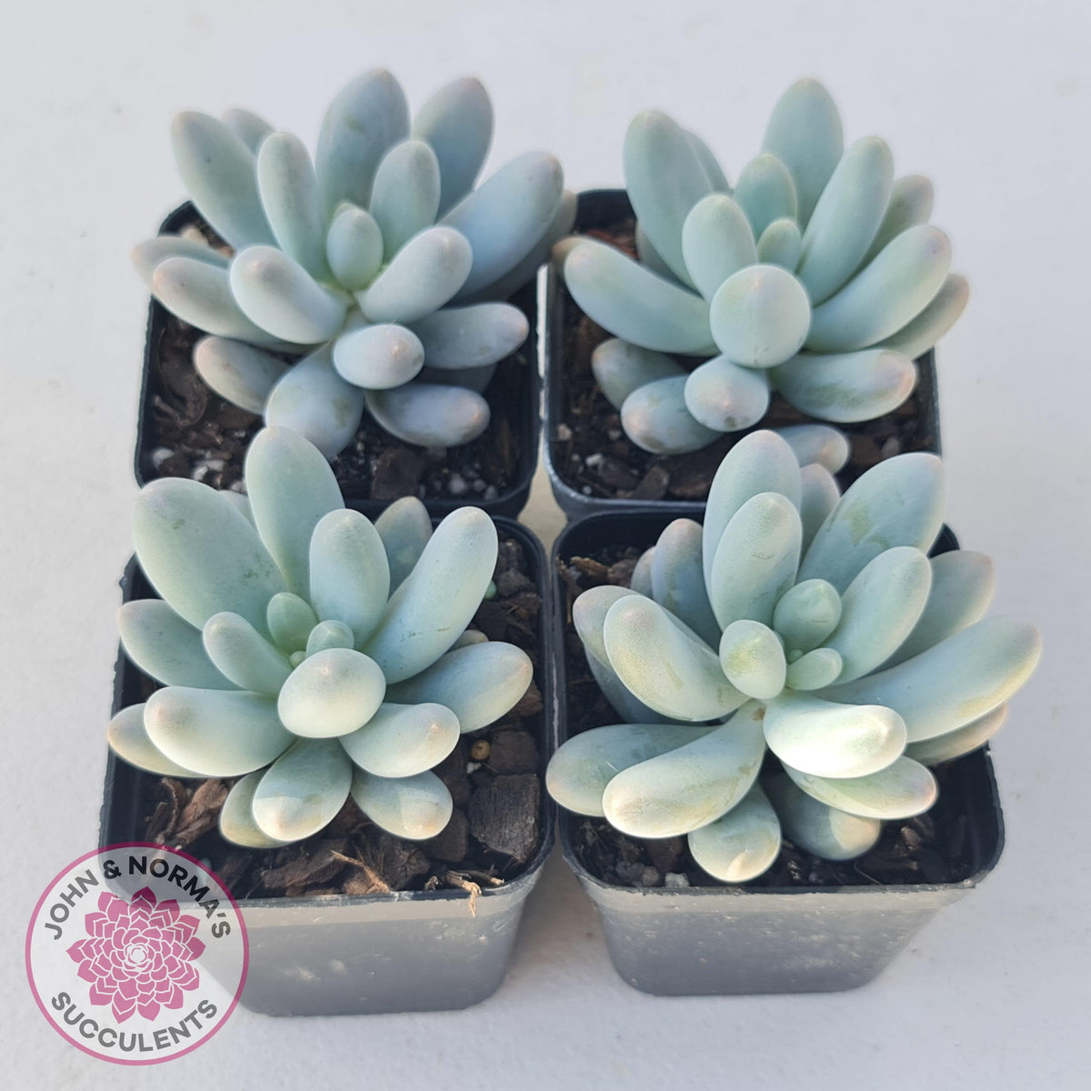 Pachyveria 'Angel's finger' hybrid