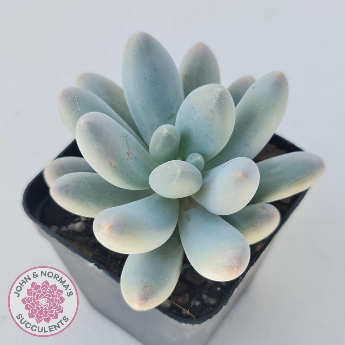 Pachyveria 'Angel's finger' hybrid