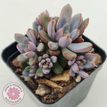 Load image into Gallery viewer, Graptoveria Purple Dream - Multi heads - John & Norma's Succulents