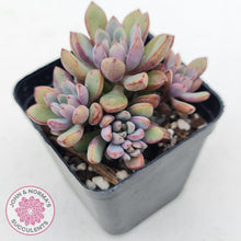 Load image into Gallery viewer, Graptoveria Purple Dream - Multi heads - John & Norma's Succulents