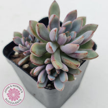 Load image into Gallery viewer, Graptoveria Purple Dream - Multi heads - John & Norma's Succulents