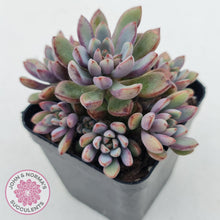 Load image into Gallery viewer, Graptoveria Purple Dream - Multi heads - John & Norma's Succulents
