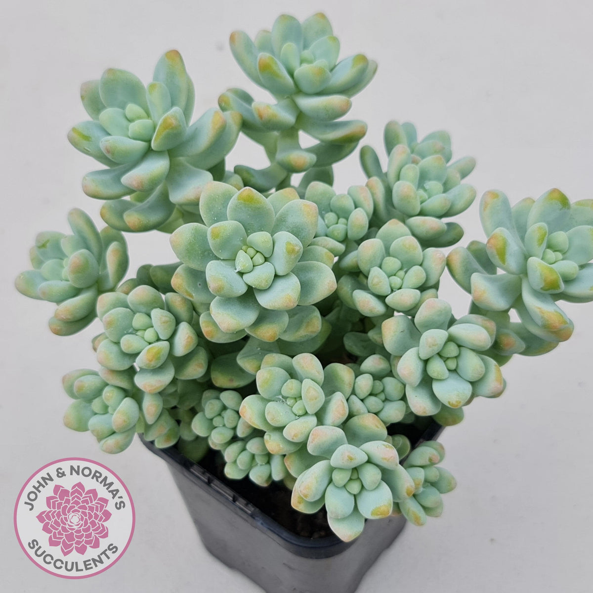 Sedum treleasei 'Angel's Tear' (multi)