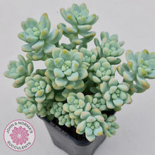 Load image into Gallery viewer, Sedum treleasei 'angel's tear' Large Multi -Heads - John & Norma's Succulents