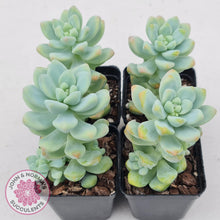 Load image into Gallery viewer, Sedum treleasei 'angel's tear' Large Multi -Heads - John & Norma's Succulents