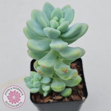 Load image into Gallery viewer, Sedum treleasei 'angel's tear' Large Multi -Heads - John & Norma's Succulents