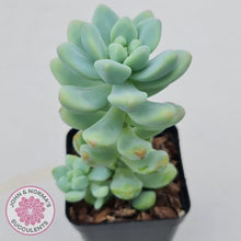 Load image into Gallery viewer, Sedum treleasei 'Angel's Tear' (multi)