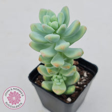 Load image into Gallery viewer, Sedum treleasei 'angel's tear' Large Multi -Heads - John & Norma's Succulents