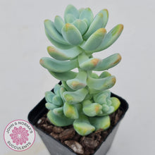 Load image into Gallery viewer, Sedum treleasei 'angel's tear' Large Multi -Heads - John & Norma's Succulents
