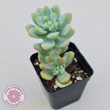 Load image into Gallery viewer, Sedum treleasei 'angel's tear' Large Multi -Heads - John & Norma's Succulents