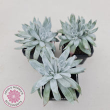 Load image into Gallery viewer, Dudleya gnoma 'White Sprite' - John & Norma's Succulents