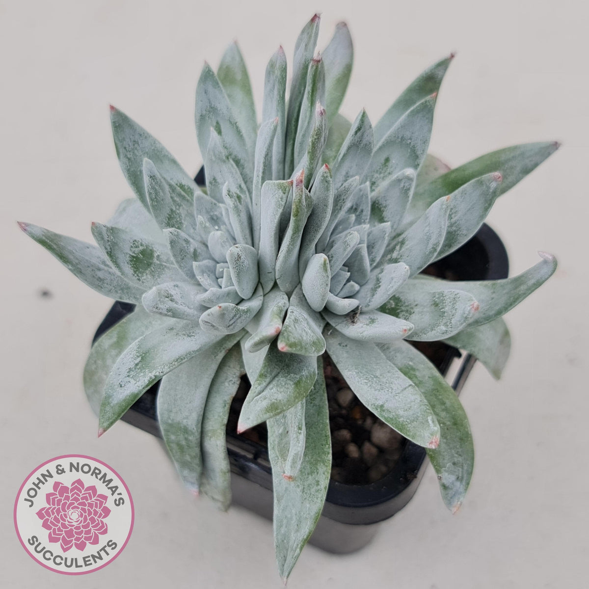 Dudleya gnoma 'White Sprite'