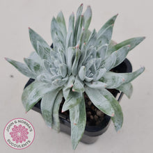 Load image into Gallery viewer, Dudleya gnoma 'White Sprite' - John & Norma's Succulents