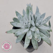 Load image into Gallery viewer, Dudleya gnoma 'White Sprite'