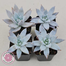 Load image into Gallery viewer, Echeveria 'Mexican Giant' - John & Norma's Succulents
