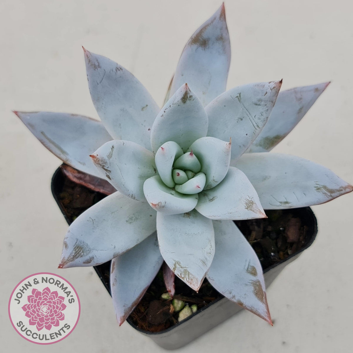 Echeveria 'Mexican Giant'