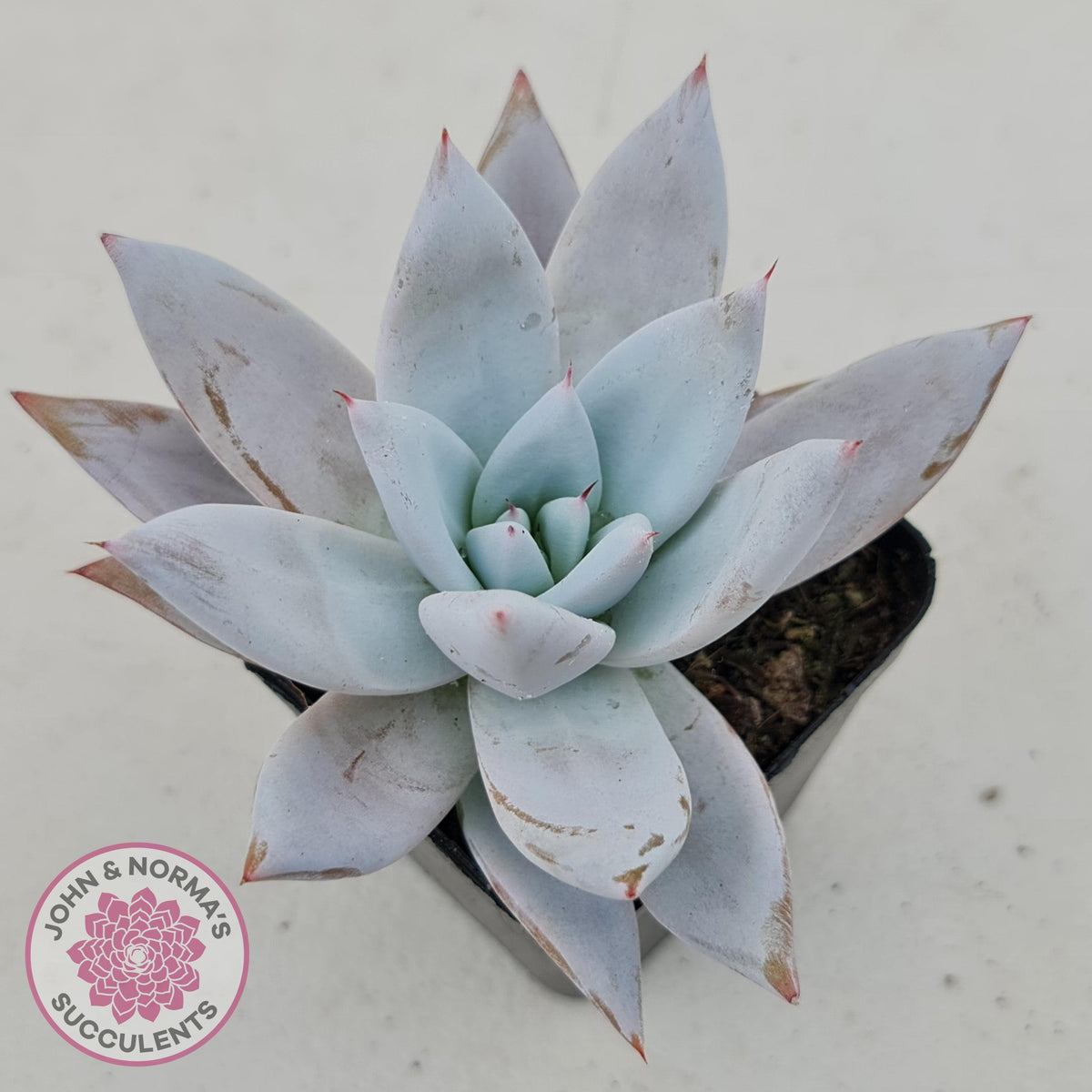Echeveria 'Mexican Giant'